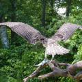 Osprey back view Osprey back view